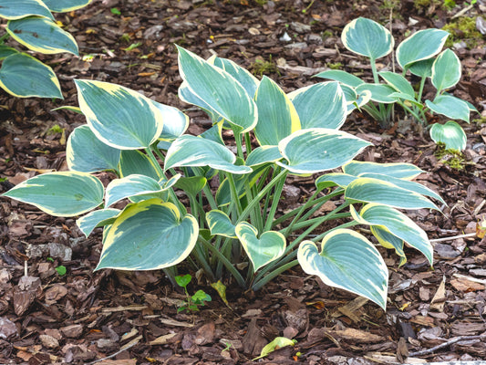 Hosta 'First Frost'