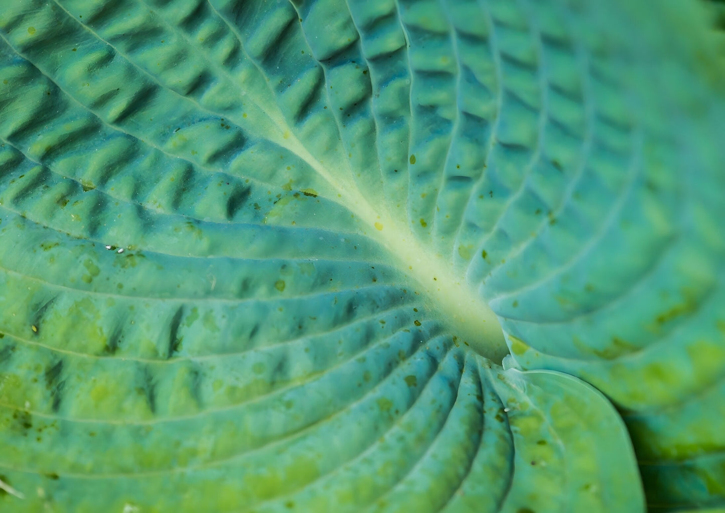 Hosta 'Abiqua Drinking Gourd'