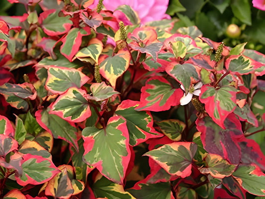 Houttuynia cordata 'Chameleon'