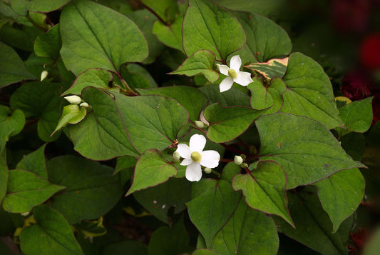 Houttuynia cordata ‘Plena’ (Orange peel plant) - Marginal Pond Plant - MP045