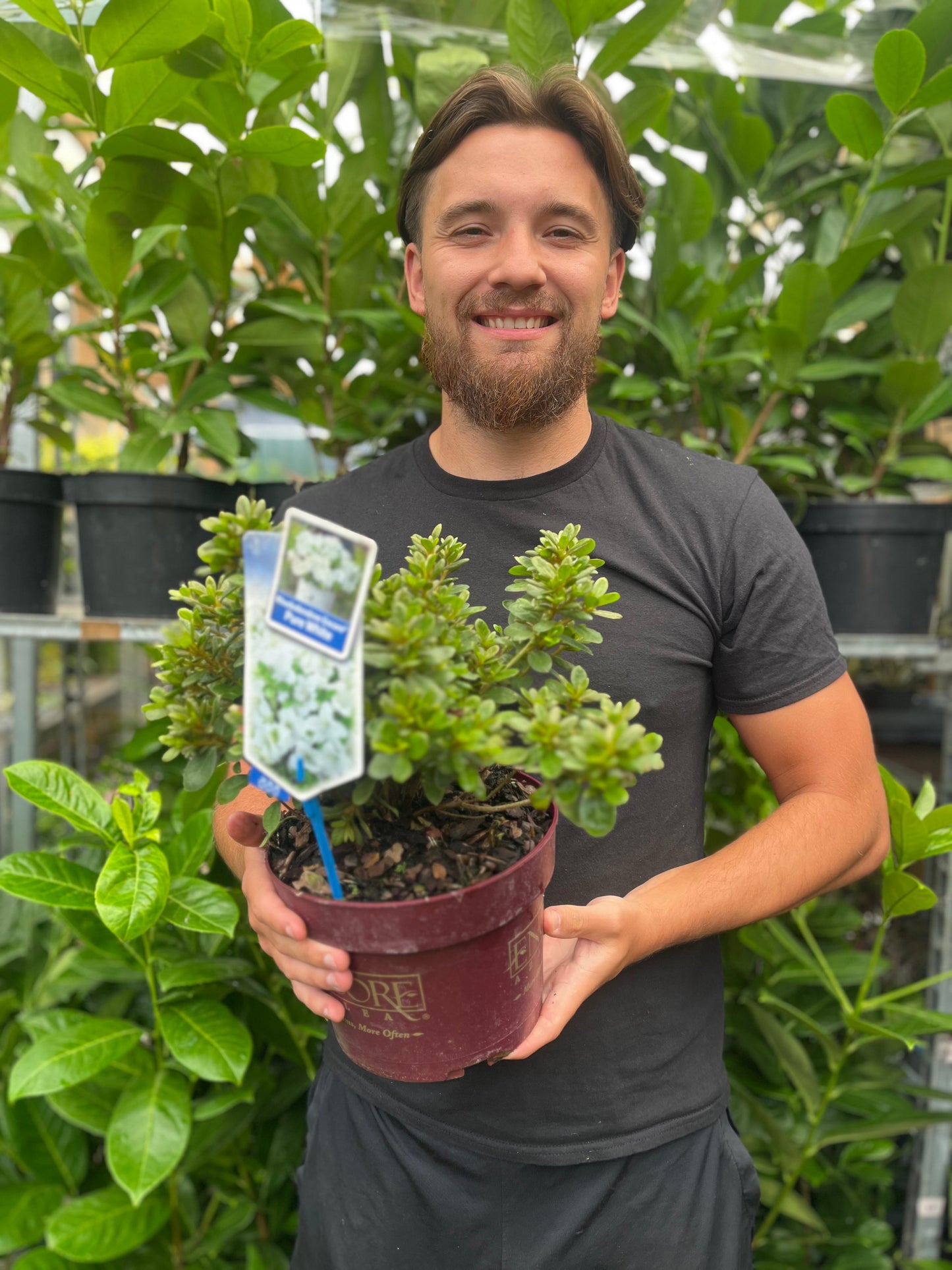 Azalea Encore 'Autumn Pure White' 3L