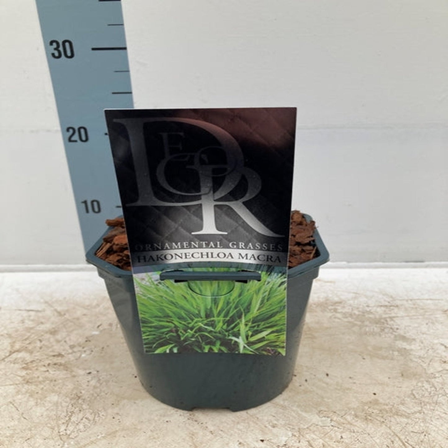 Hakonechloa macra Grass 9cm / 2L