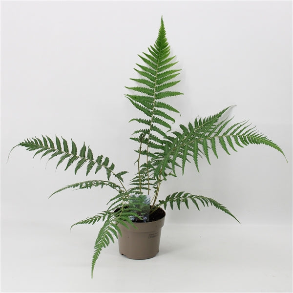 Dicksonia antarctica 'Tree Fern' 1/2/5L
