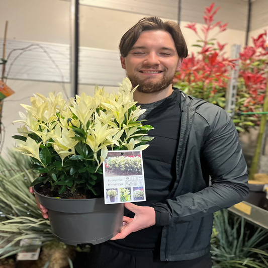 Euonymus japonica 'Himalaya' 9cm/2L/5L