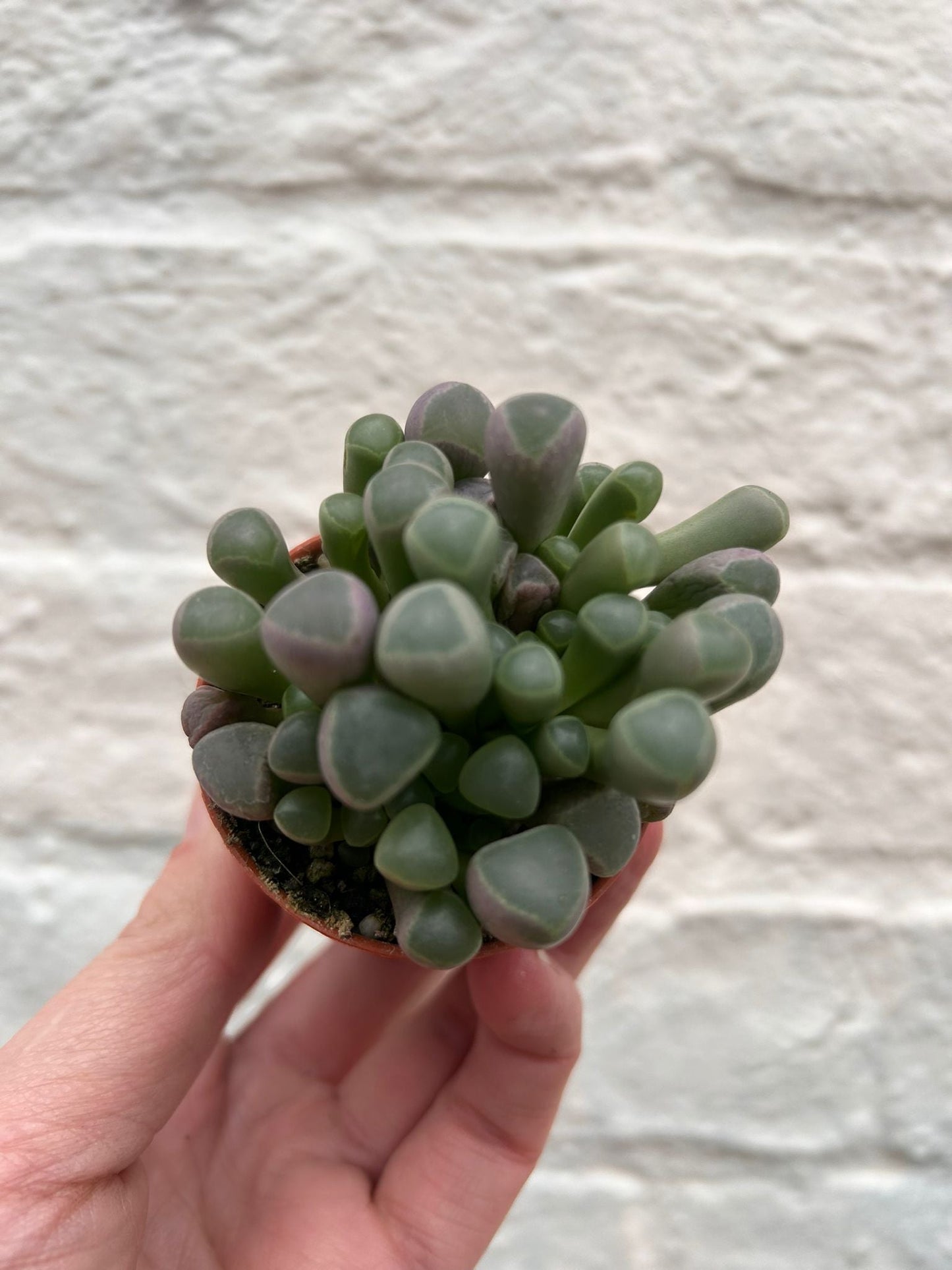Fenestraria rhopalophylla subsp. aurantiaca 'Baby toes'