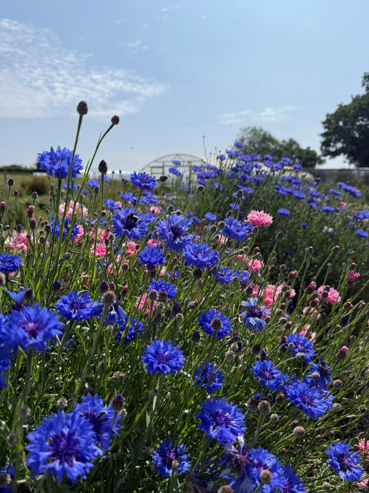 Cornflower Blue Ball