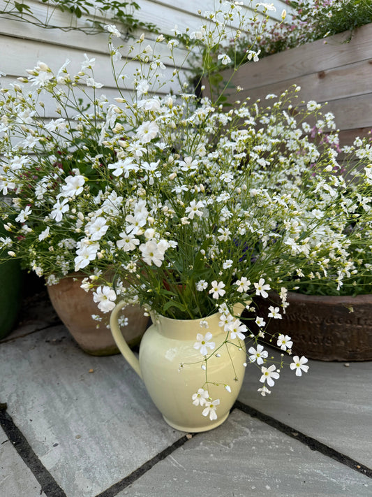 Gypsophila elegans Covent Garden
