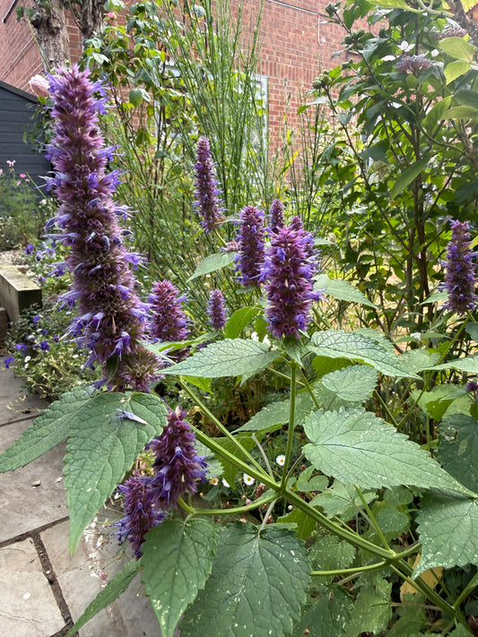 Agastache Liquorice Blue