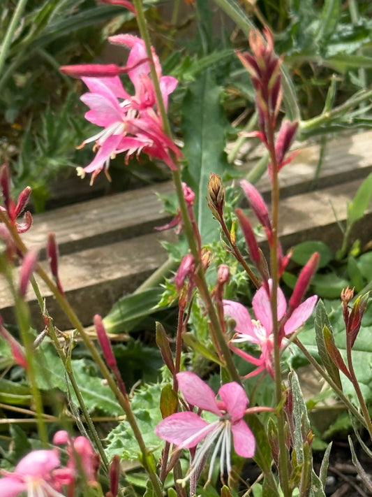 Gaura 'Pink Bouquet'