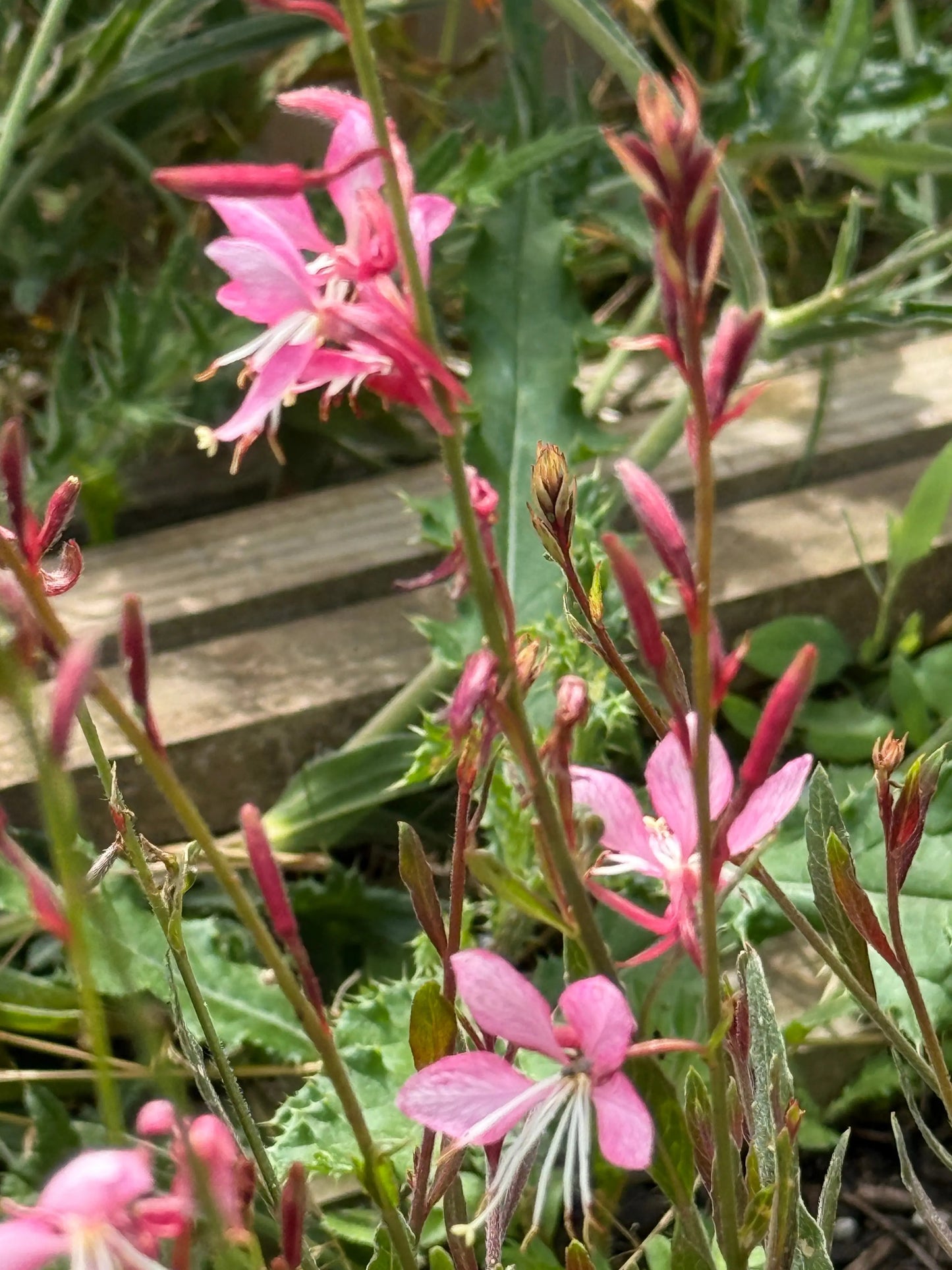 Gaura 'Pink Bouquet'