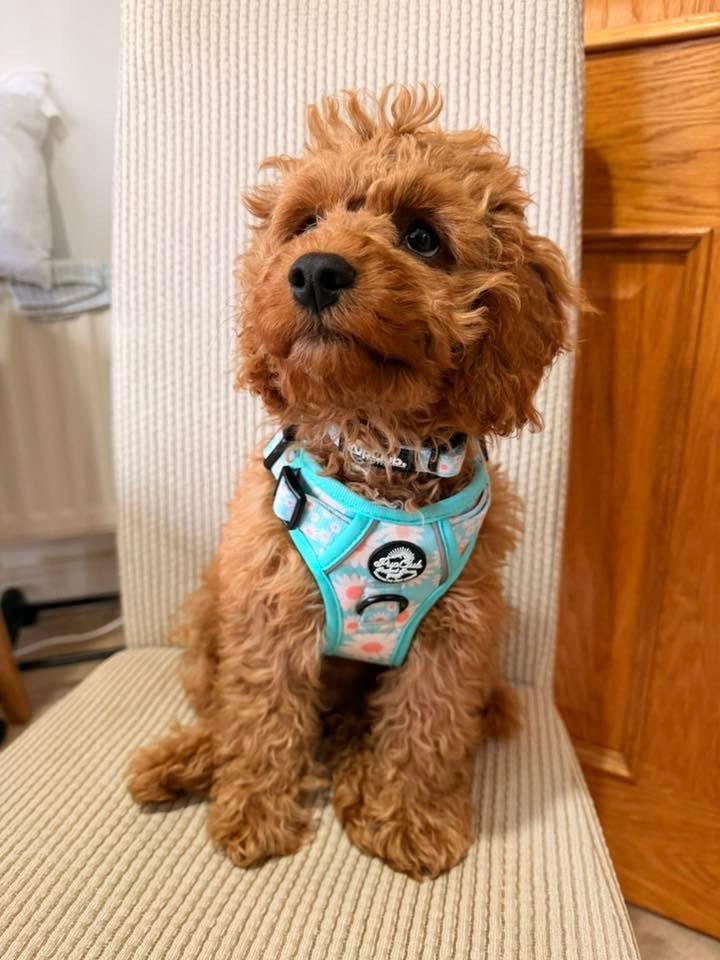 Rugged Rover™ Harness - Pastel Daisy