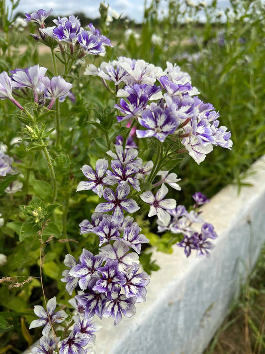 Phlox Sugar Stars