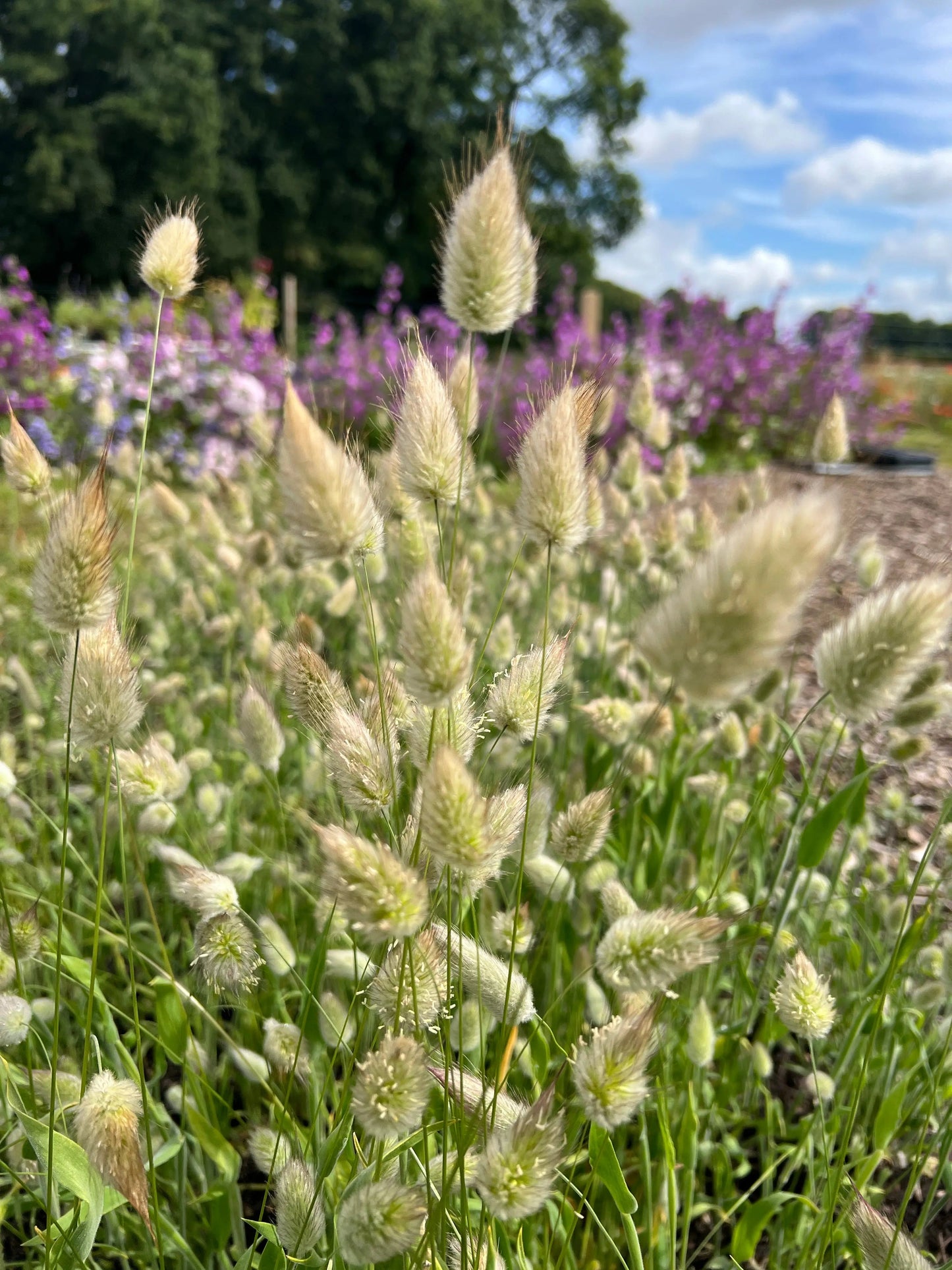 Bunny Tails - Lagurus Ovatus