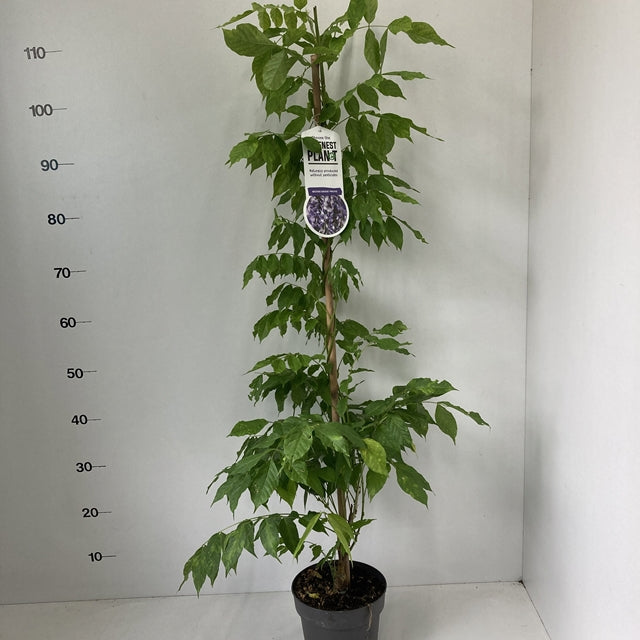 Wisteria sinensis Prolific 2L 100-120cm