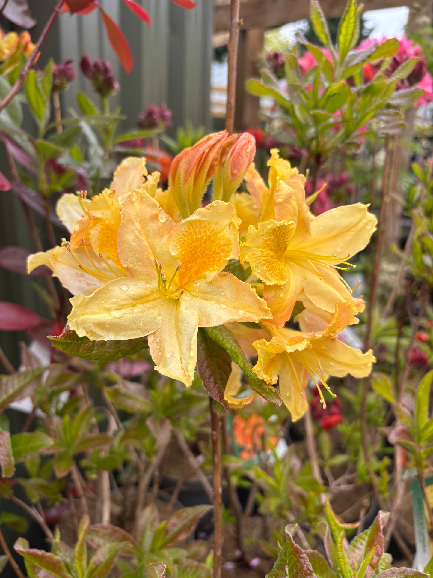 Azalea knaphill 'Harvest Moon' 5L (80-90cm inc. pot)
