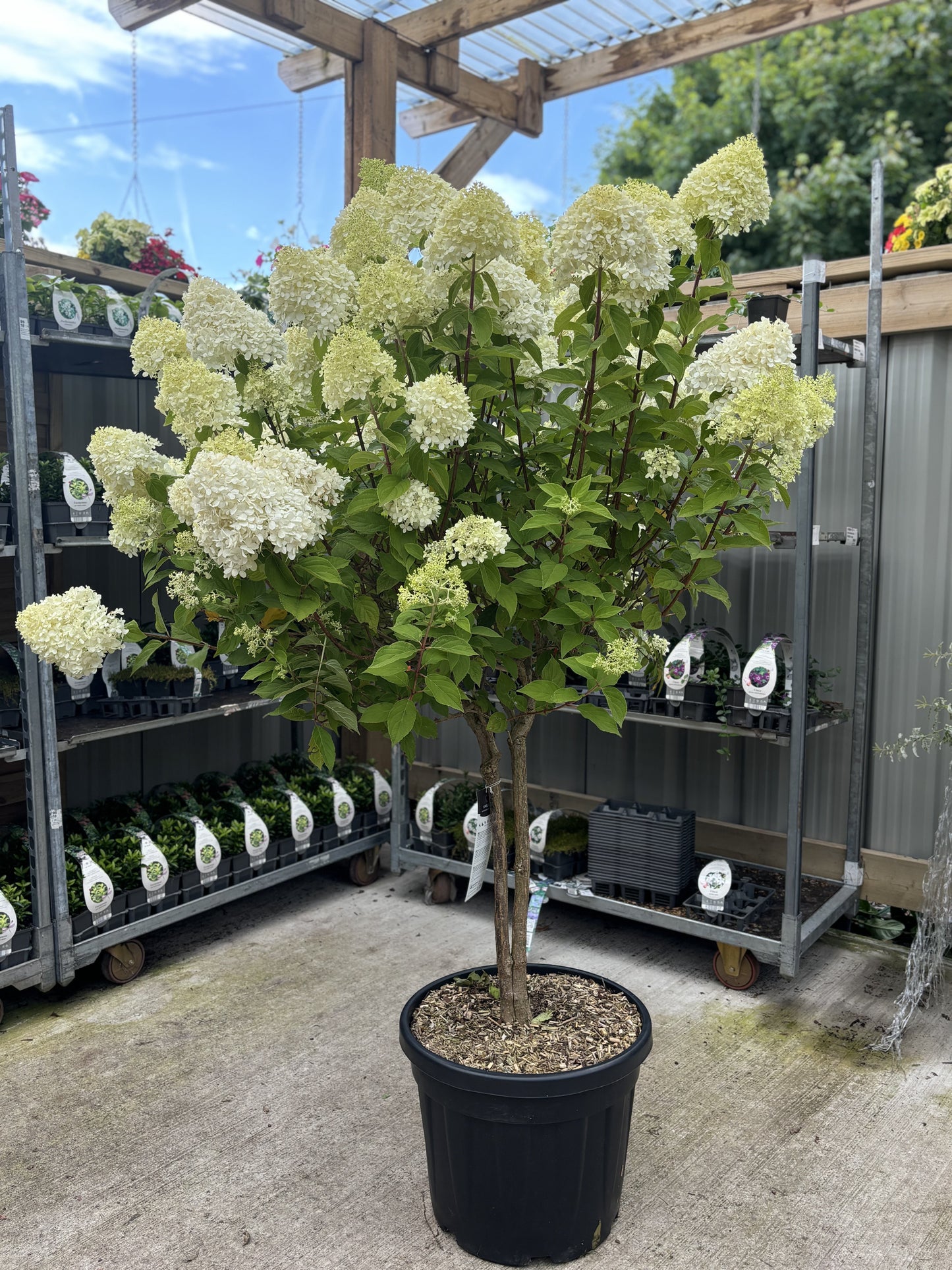 Hydrangea Limelight Tree in Terracotta Pot (150-180cm including the pot)