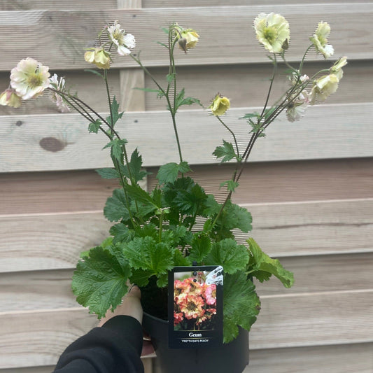Geum pretticoats peach 9cm / 3L