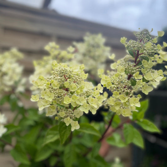 Hydrangea paniculata 'Wim's Red' 2L / 3L / 10L