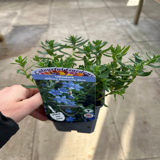 Lithodora 'Heavenly Blue'