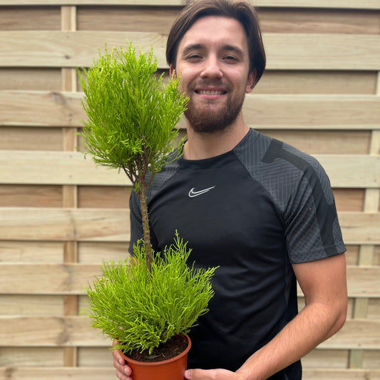 Cupressus Goldcrest Duo Ball | Topiary Conifer | 50-60cm