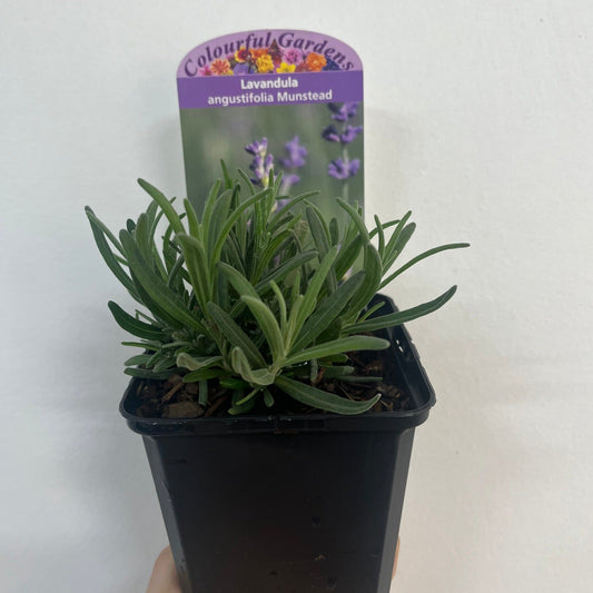 Lavender angustifolia 'Munstead' 9cm/1.5L
