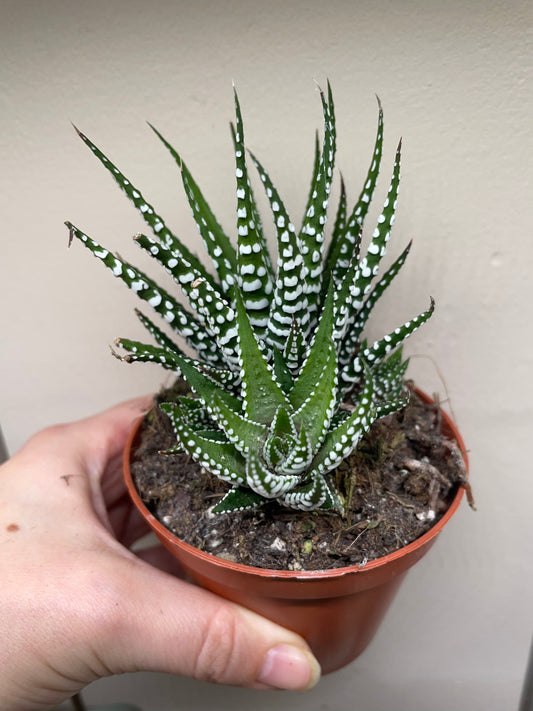Haworthia fasciata 'Big Band' (Zebra Haworthia)