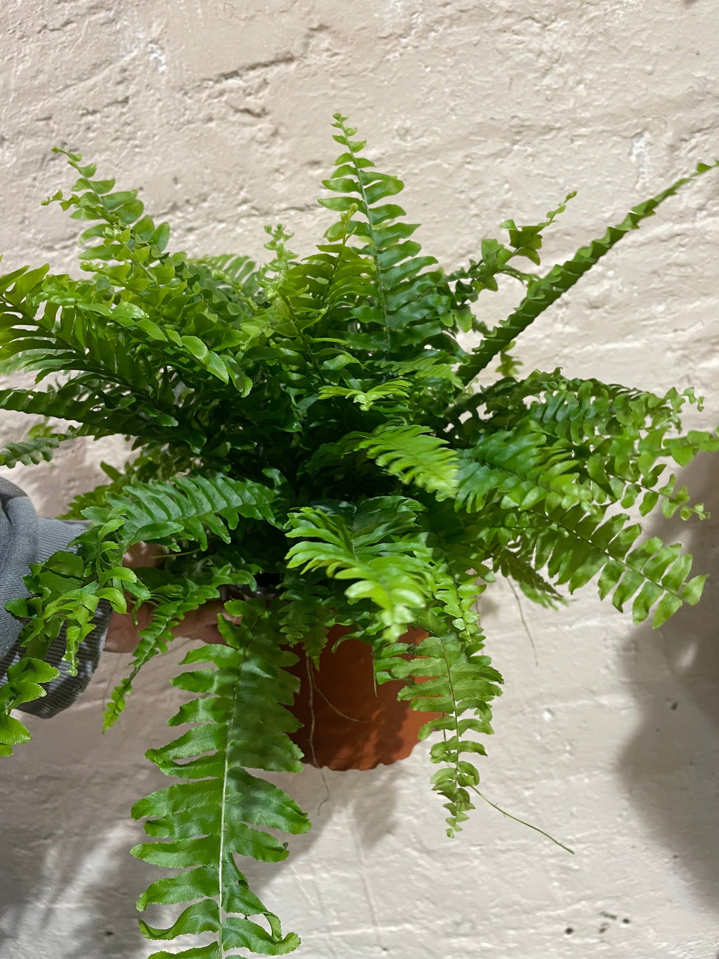 Nephrolepis Exaltata 'Green Lady Fern' (Boston Fern)