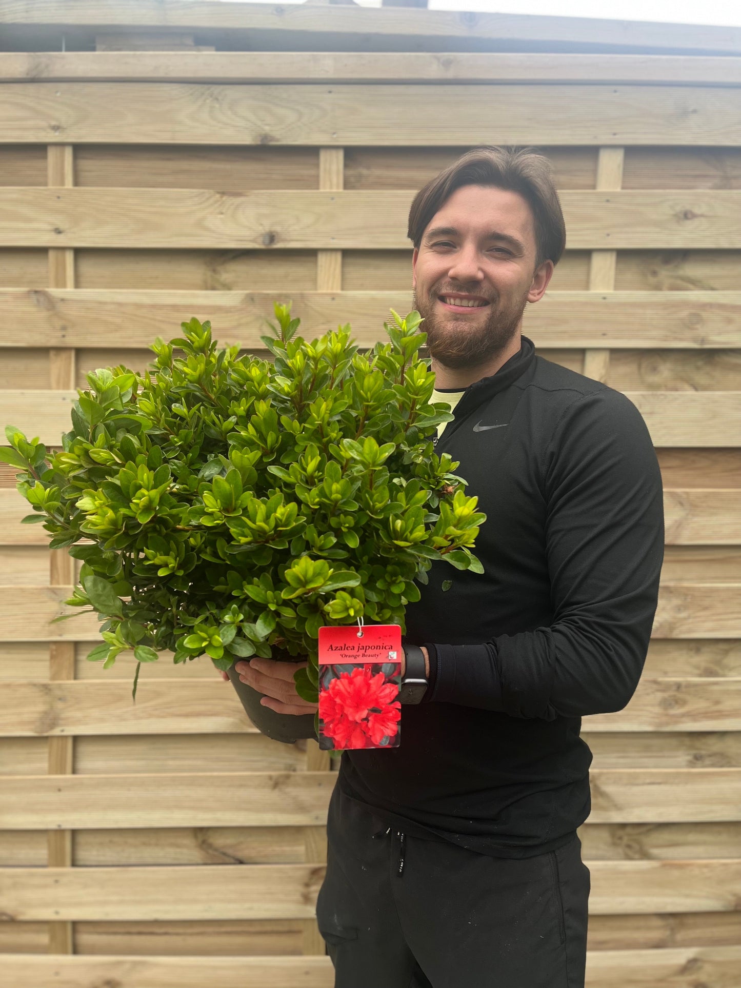 Azalea Japonica 'Orange Beauty' 9cm/2L/5L