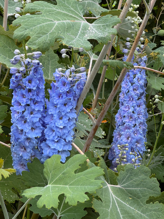 Delphinium Pacific Giant Summer Skies