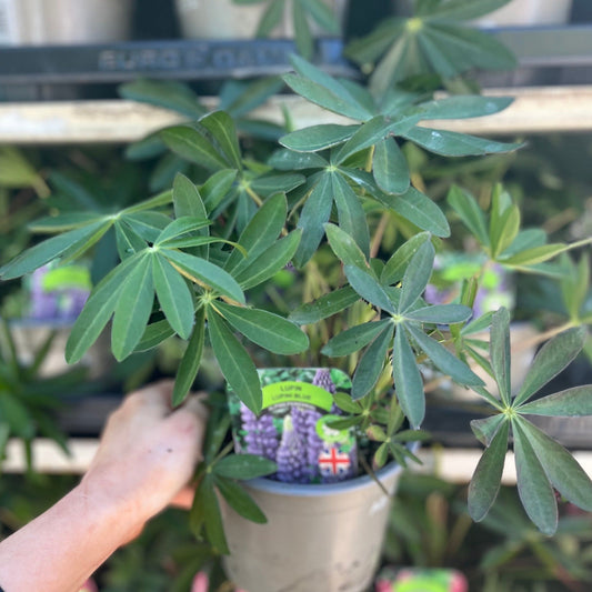 Lupin 'Gallery Blue' (Two Sizes Available)