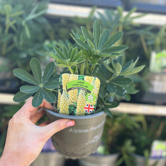 Lupin 'Gallery Yellow' 9cm / 1.5L / 3L