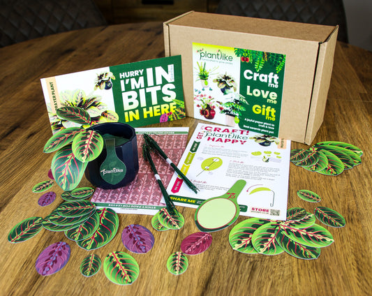 The Prayer Plant — Botanical Craft Kit by Plantlike