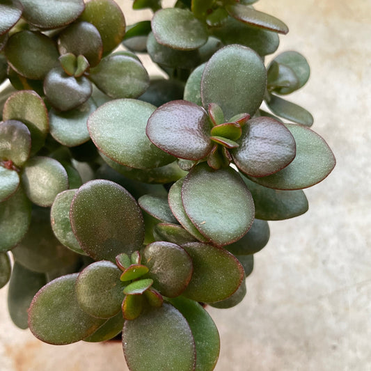 Crassula ovata 'Minor' (Jade plant/Succulent)
