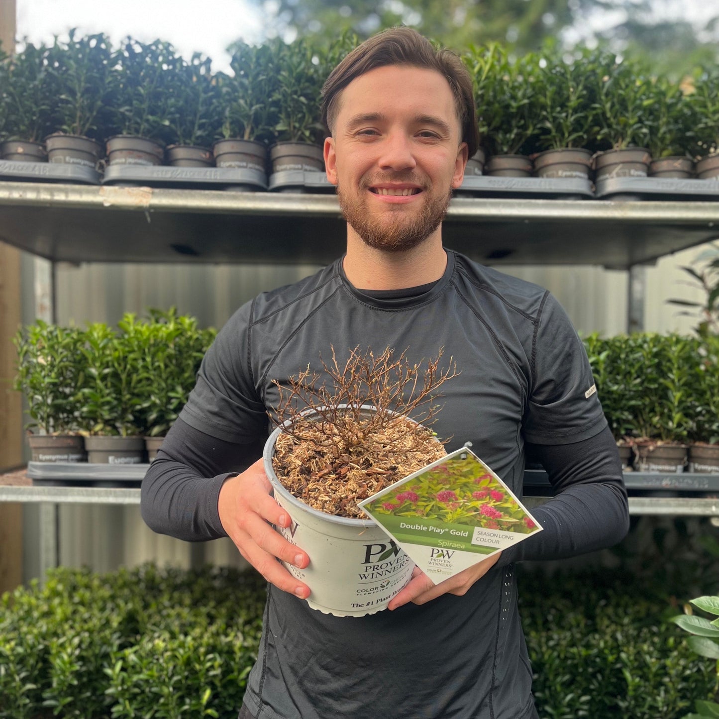 Spiraea Double Play 'Gold' 3L