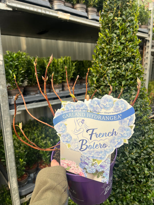 Hydrangea 'French Bolero' Blue 2L / 3L