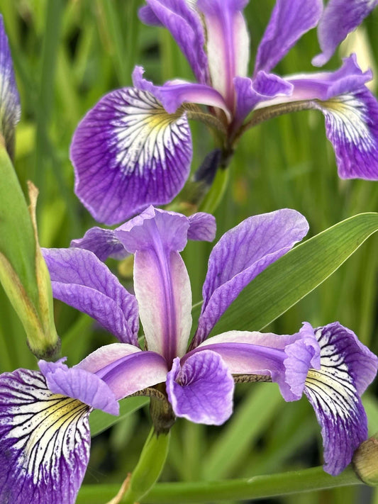 Iris versicolor (Blue flag or Poison flag) - Marginal Pond Plants - MP060