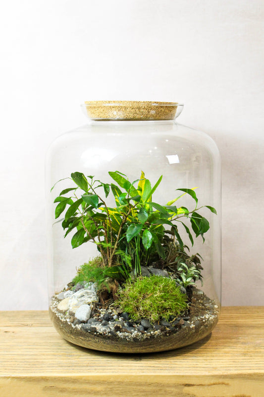 The Grande Terrarium 45cm