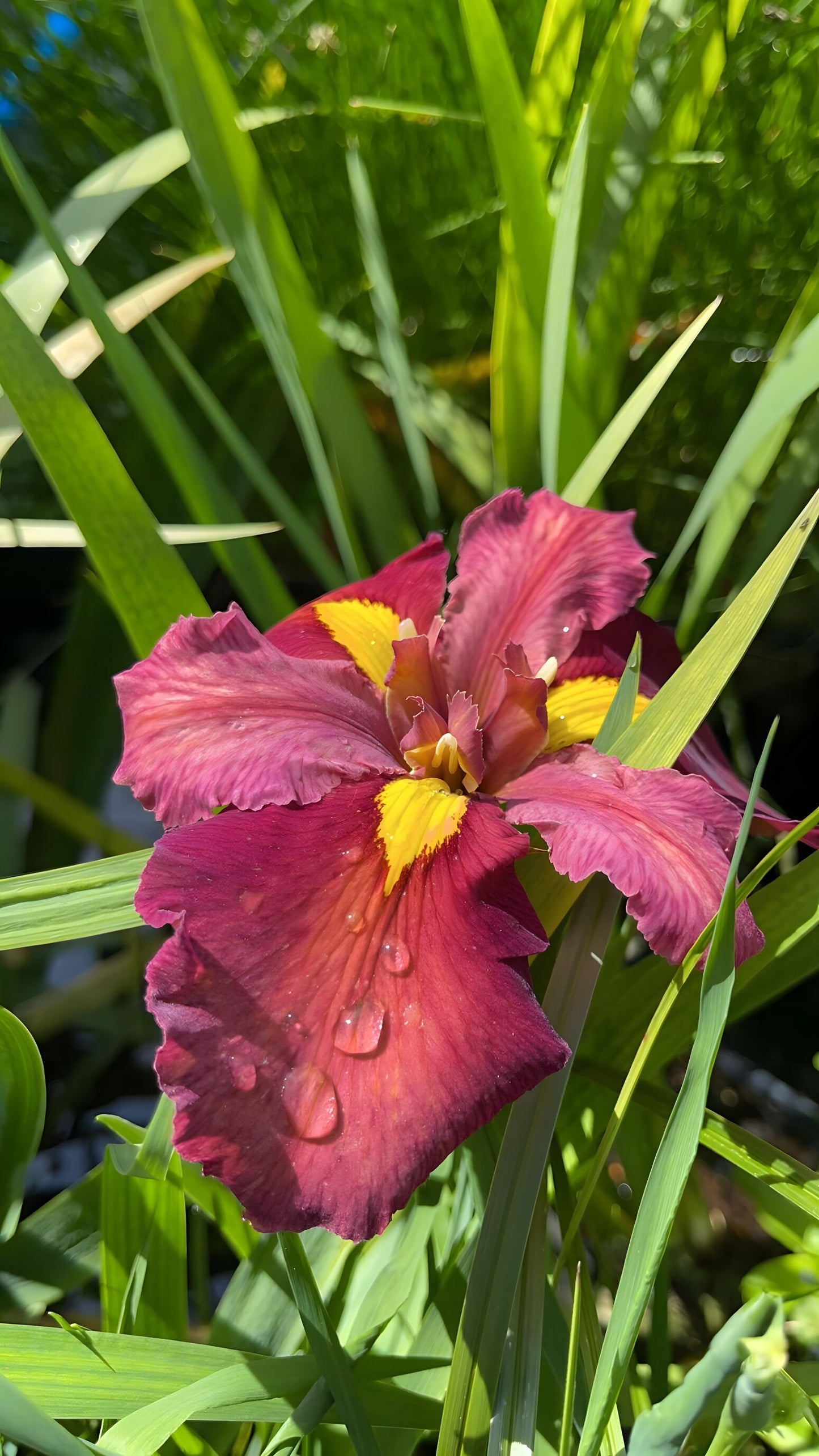 Iris louisiana 'Ann Chowning'