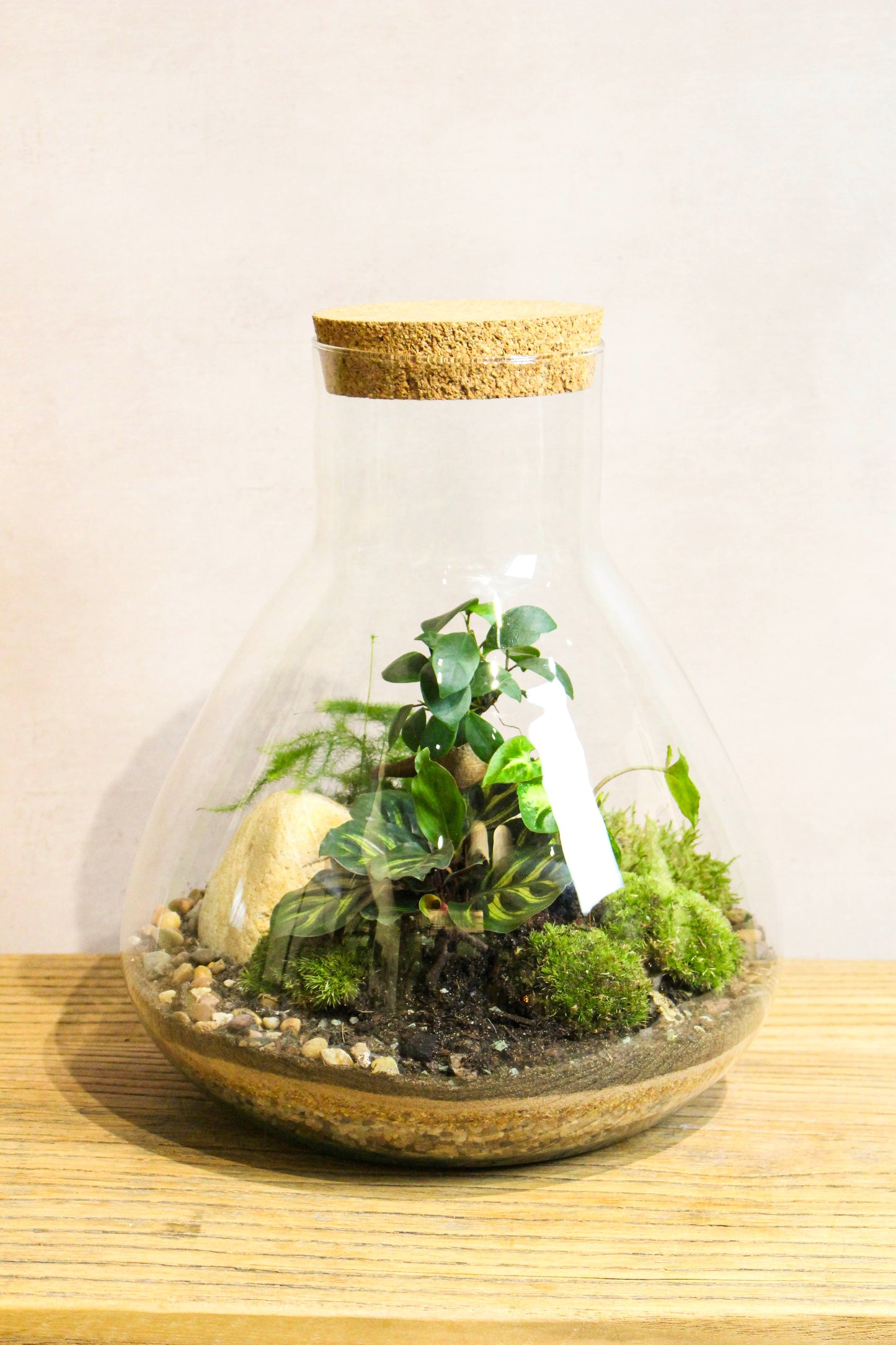 Large Lab Jar Terrarium (Zen) 30x27cm