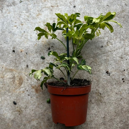Schefflera arboricola 'Janine' (Umbrella plant)