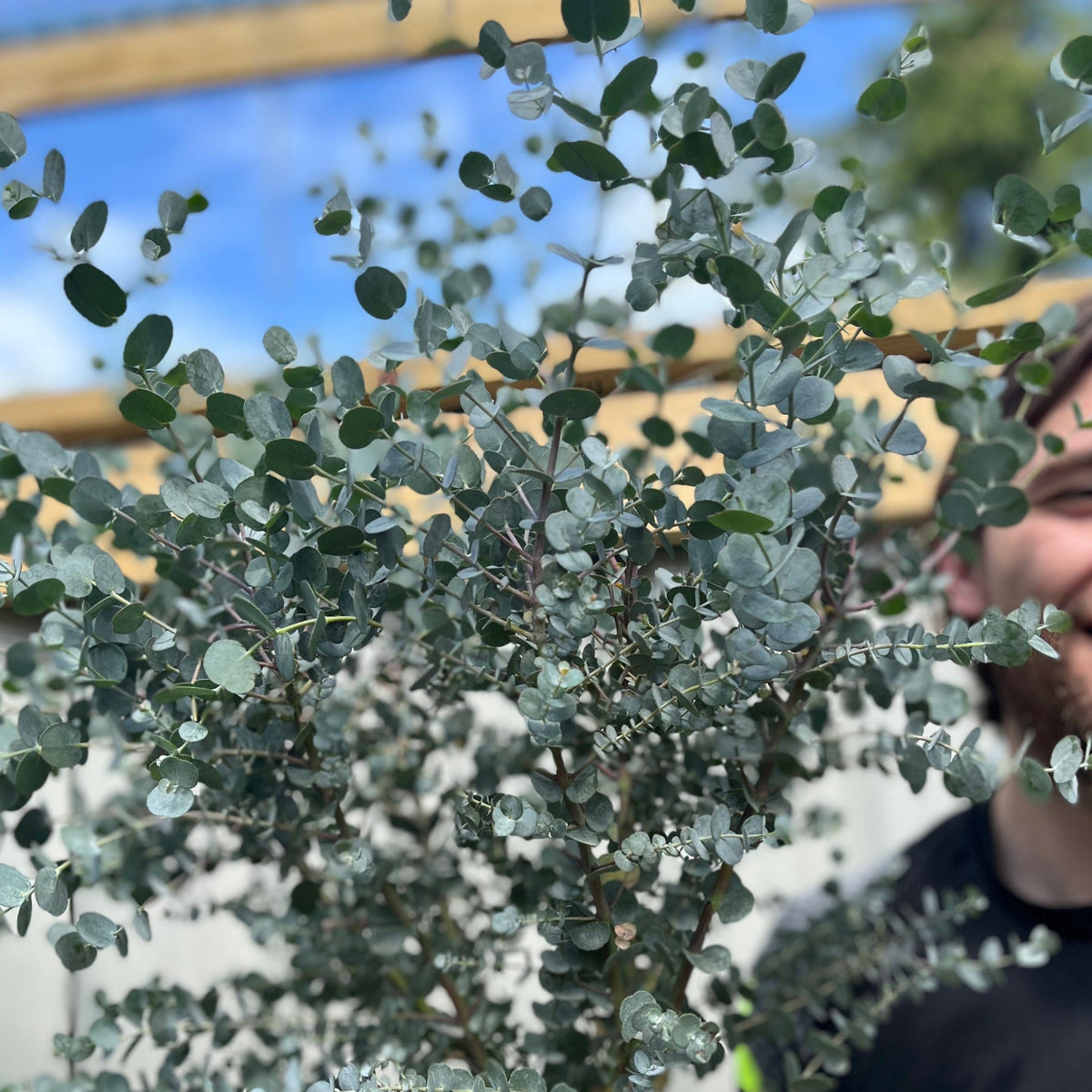 Eucalyptus Tree | Hardy Potted Patio Tree | Eucalyptus Gunnii Azura | 1-1.2m
