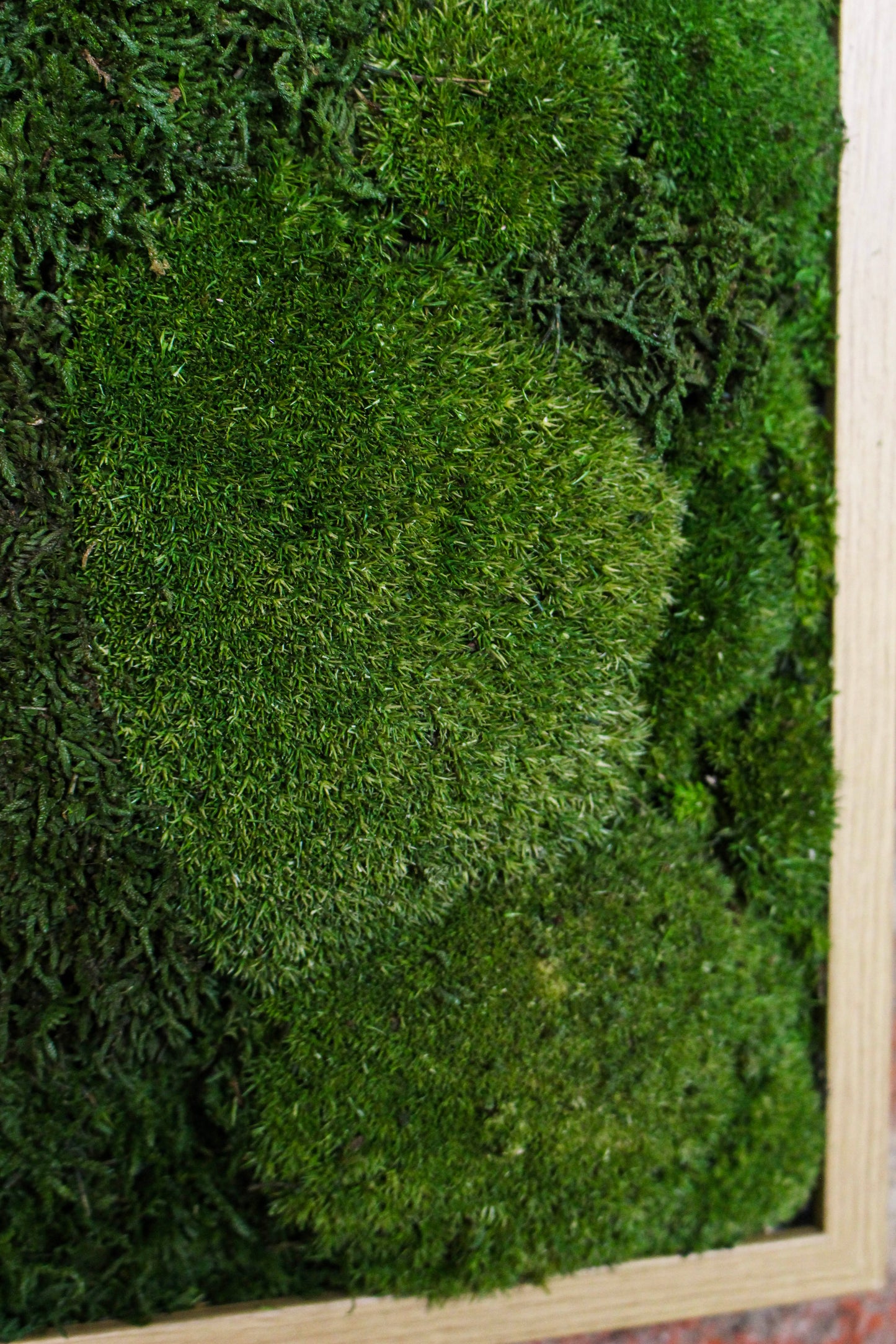 Preserved Moss Art - (Wooden Frame) A4 FR79