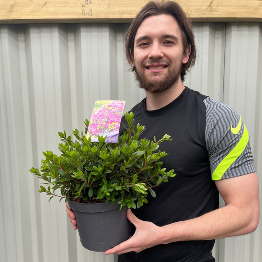 Azalea 'Geisha Purple' 1.5L / 2L