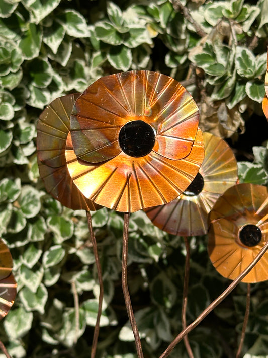 Copper Poppy Flower