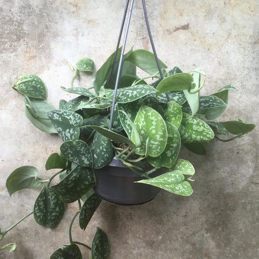 Scindapsus pictus 'Argyraeus' (Satin Pothos) Various sizes
