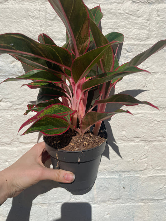 Aglaonema 'Jungle Red' (Chinese Evergreen)