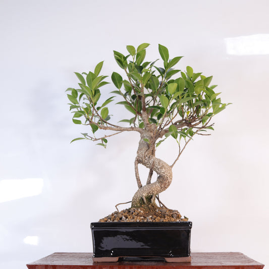 Ficus Microcarpa (Banyan Fig) Indoor Bonsai Tree | Shaped | In 16cm Pot | Delightful Gift