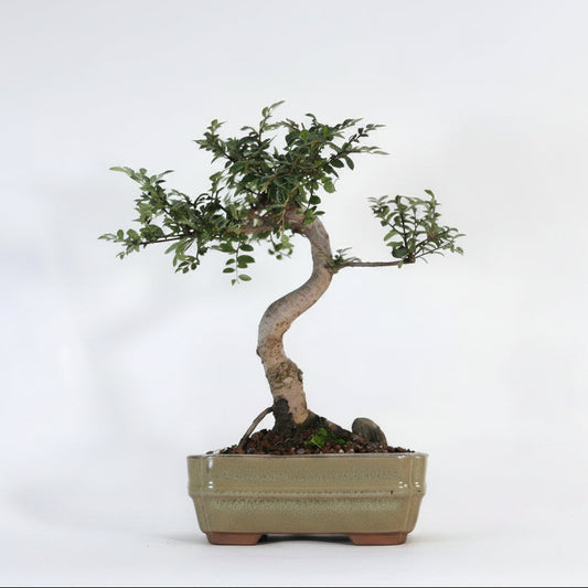 Chinese Elm (Ulmus Parvifolia) Bonsai Tree | Shaped | In 16cm Pot | Great Gift