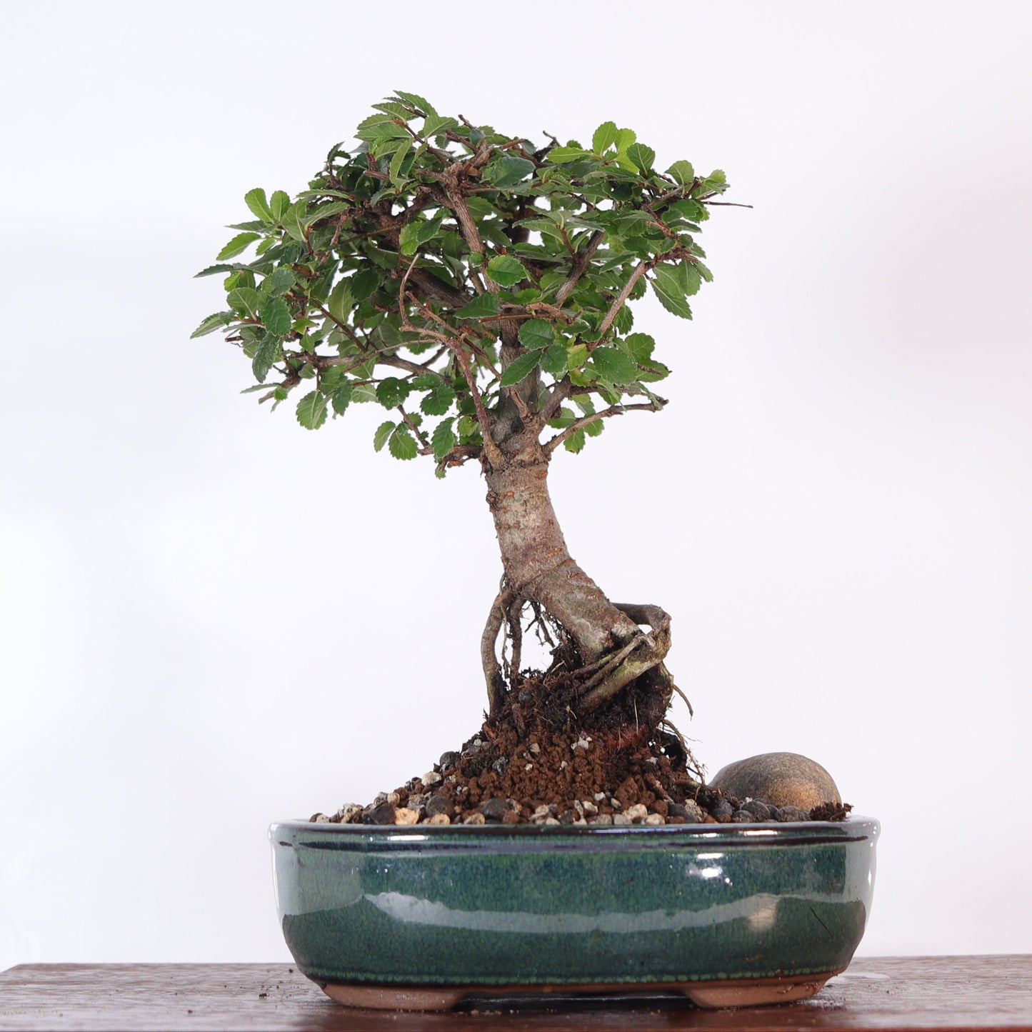 Chinese Elm (Ulmus Parvifolia) Bonsai Tree | Broom | In 16cm Pot | Great Gift