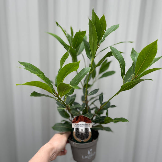Laurus nobilis (9cm) (20-30cm in height inc pot)